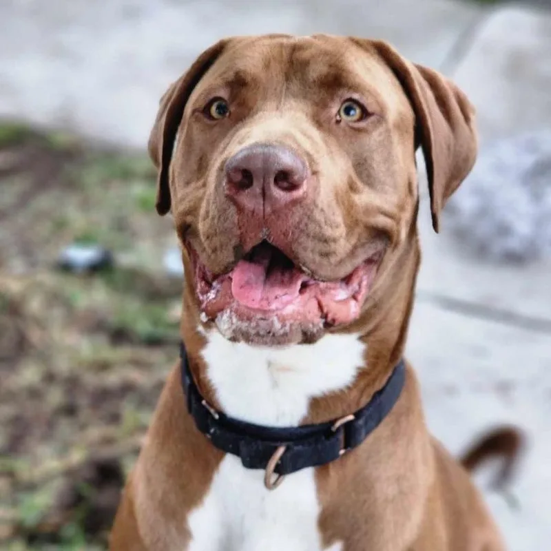 A young extra large-sized male Brown / Chocolate Great Dane dog named Bobo for adoption in Tehachapi, CA