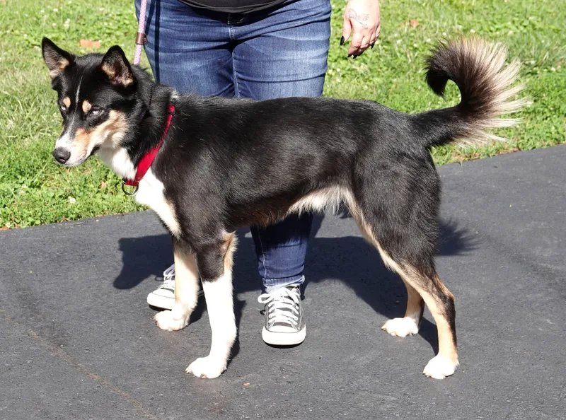 An adult medium-sized male Shepherd dog named Sanders for adoption in Millfield, OH