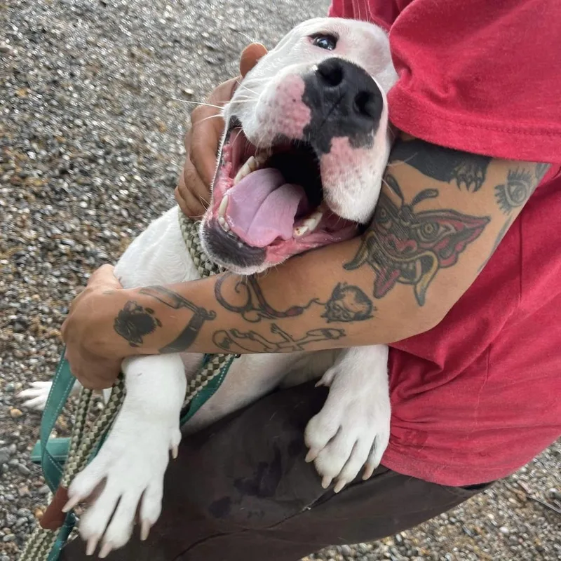 Tommy Talcum thumbnail 5