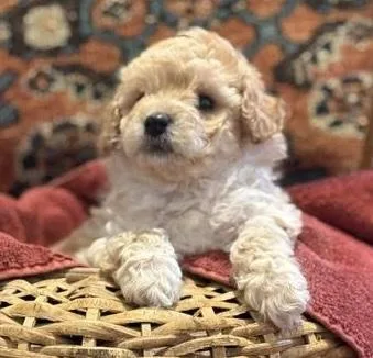 A baby small-sized female Bichon Frise dog named Trissa for adoption in Cumming, GA