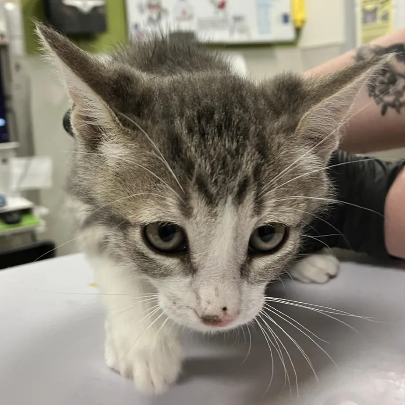 A baby small-sized male Gray / Blue / Silver Domestic Short Hair cat named Ben de la Creme for adoption in Las Cruces, NM