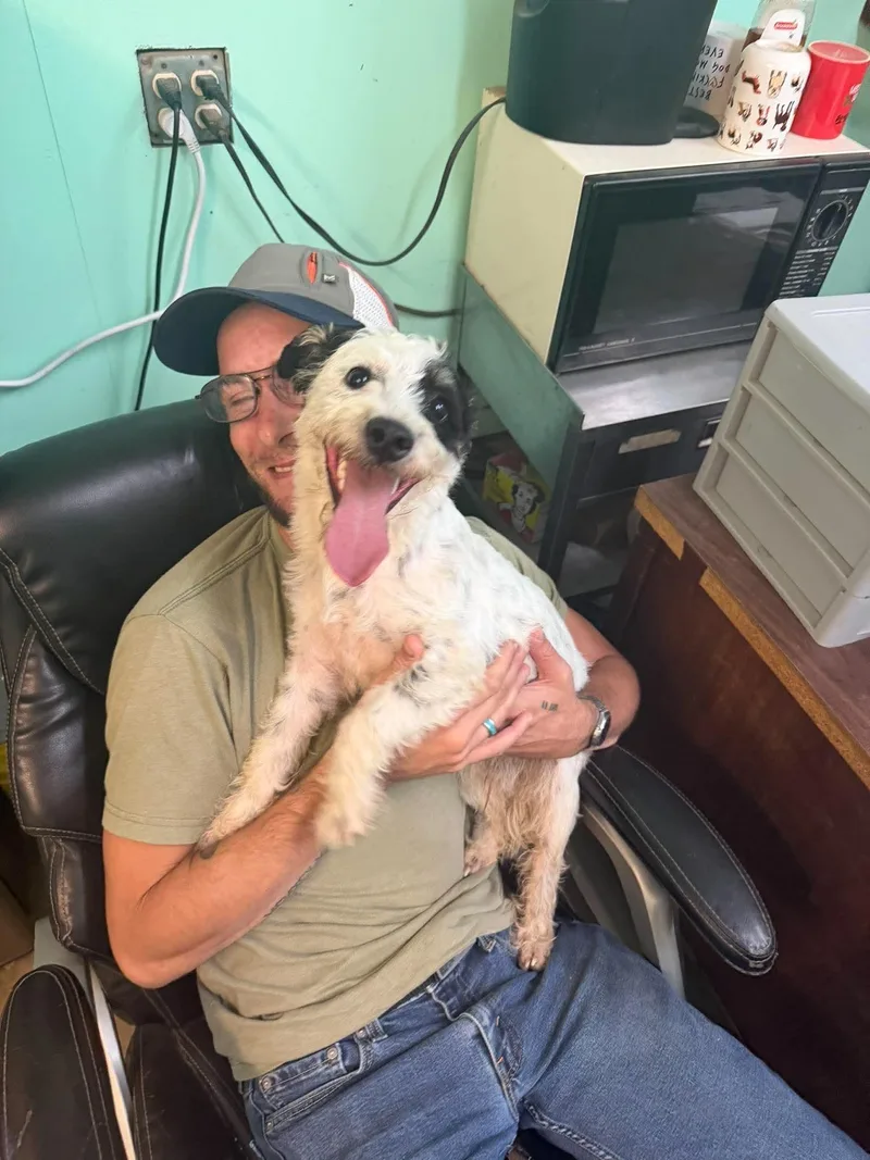 A young medium-sized male Miniature Schnauzer dog named Mushu for adoption in Bradenton, FL