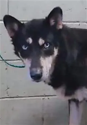 Maya
