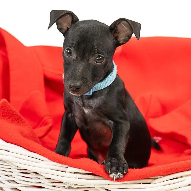 A baby small-sized female Black Chihuahua dog named Joan Jett D for adoption in Princeton, MN