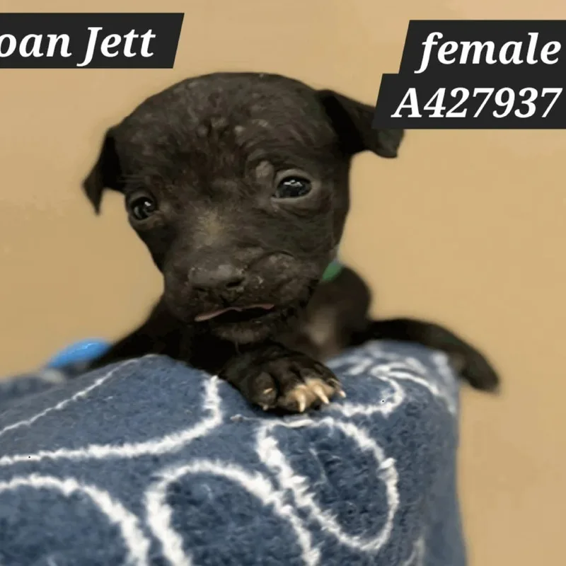 Joan Jett D thumbnail 3