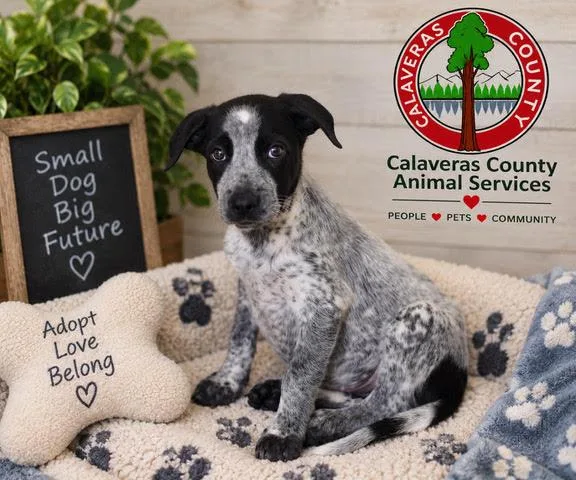A baby medium-sized male Black Australian Cattle Dog / Blue Heeler dog named Fred A for adoption in San Andreas, CA