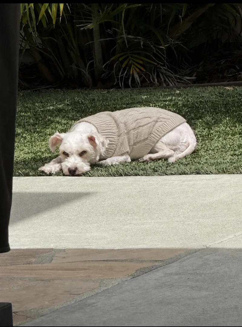 A young small-sized male Poodle dog named Charlie for adoption in Oceanside , CA