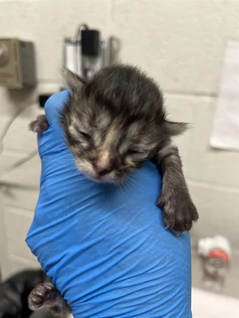 A baby small-sized female Domestic Short Hair cat named Panini for adoption in Chula Vista, CA
