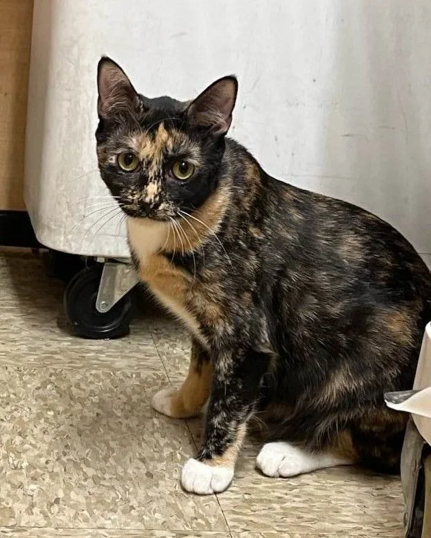A young medium-sized female Calico cat named Pepper for adoption in HEMET, CA