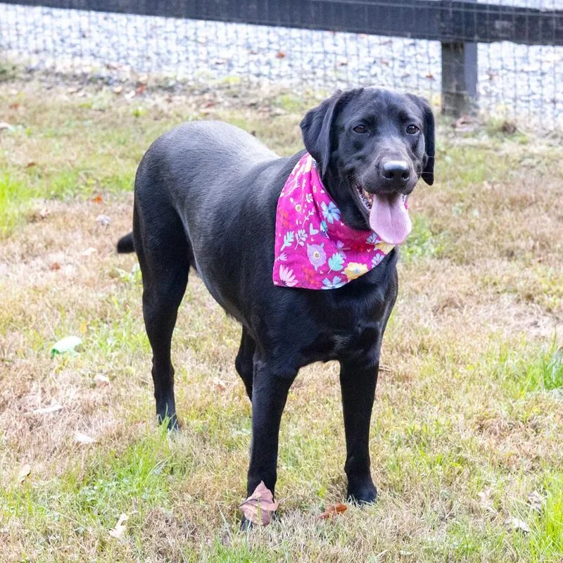 An adult large-sized female Black Labrador Retriever dog named JessieAvail for adoption in West Grove, PA