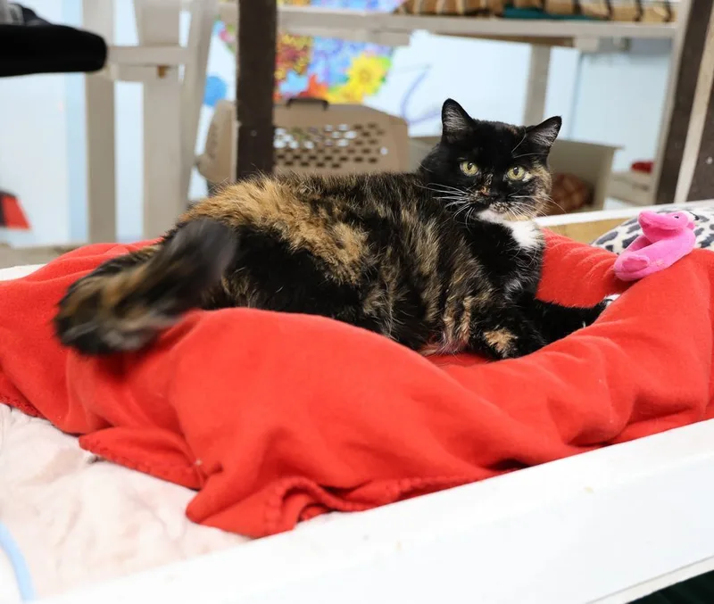 Noelearly Ckd; Hyperthyroidism thumbnail 3