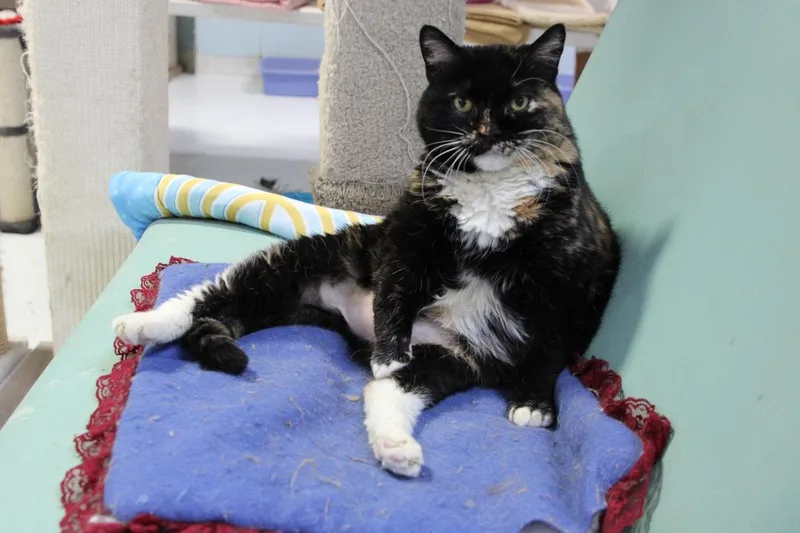 Noelearly Ckd; Hyperthyroidism thumbnail 5