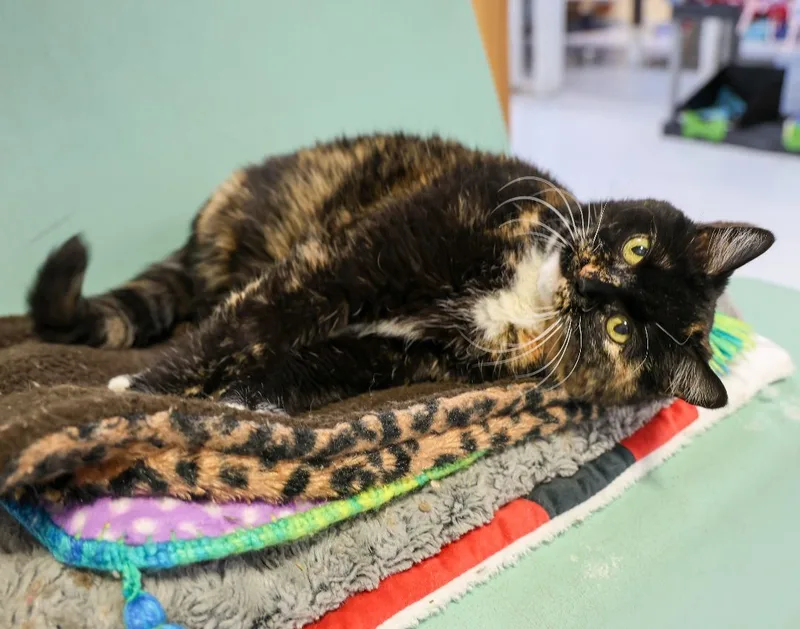 Noelearly Ckd; Hyperthyroidism thumbnail 6