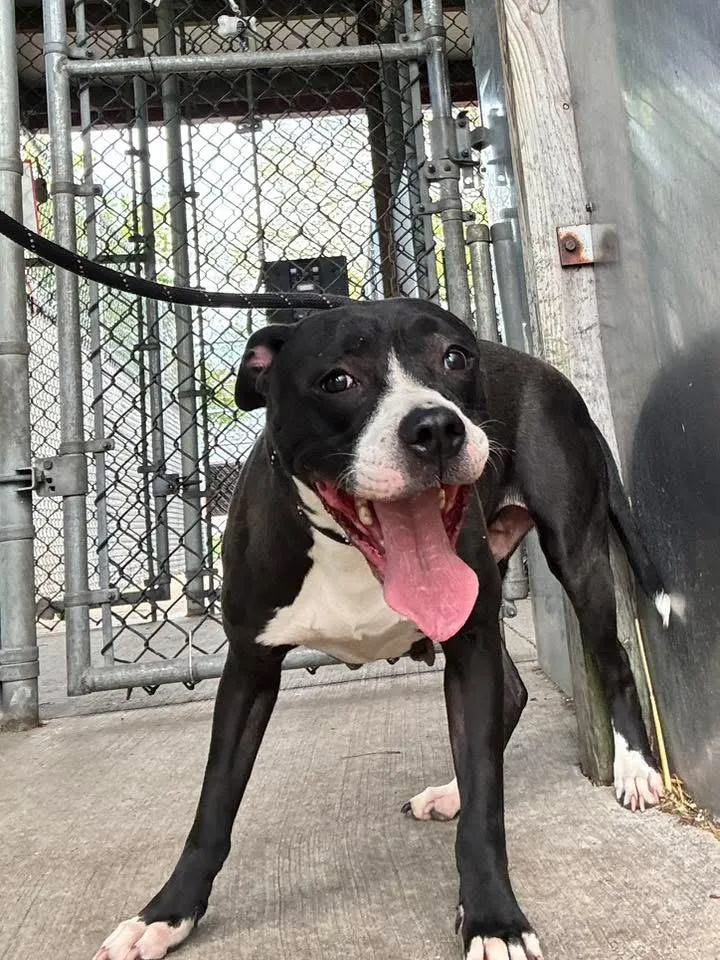 An adult medium-sized female Black Pit Bull Terrier dog named Junia for adoption in Chicago, IL