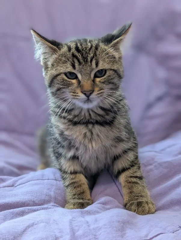 A young medium-sized male Tabby (Brown / Chocolate) Domestic Short Hair cat named Mahalo for adoption in Adrian, MI