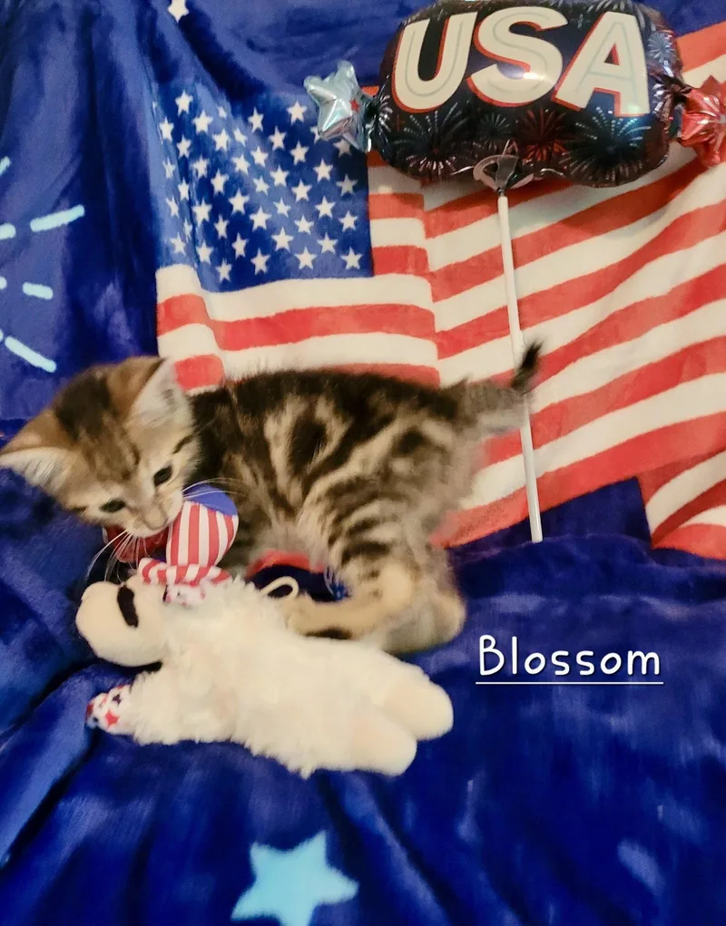 A baby medium-sized female Domestic Short Hair cat named Blossom for adoption in Penndel, PA