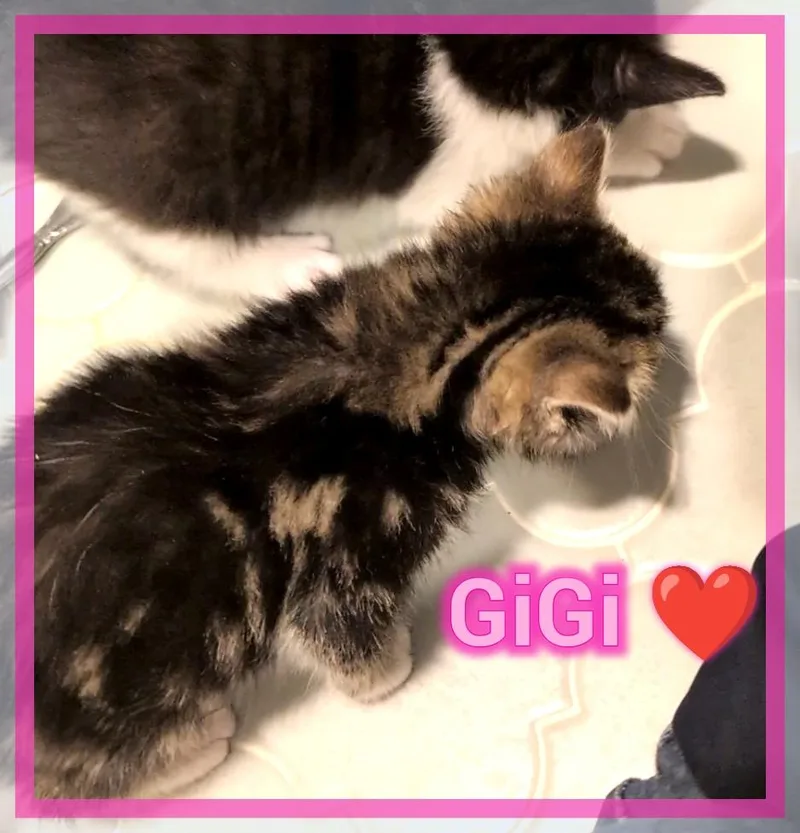 A baby medium-sized female Tabby (Brown / Chocolate) Domestic Short Hair cat named Gigi for adoption in Great Mills, MD