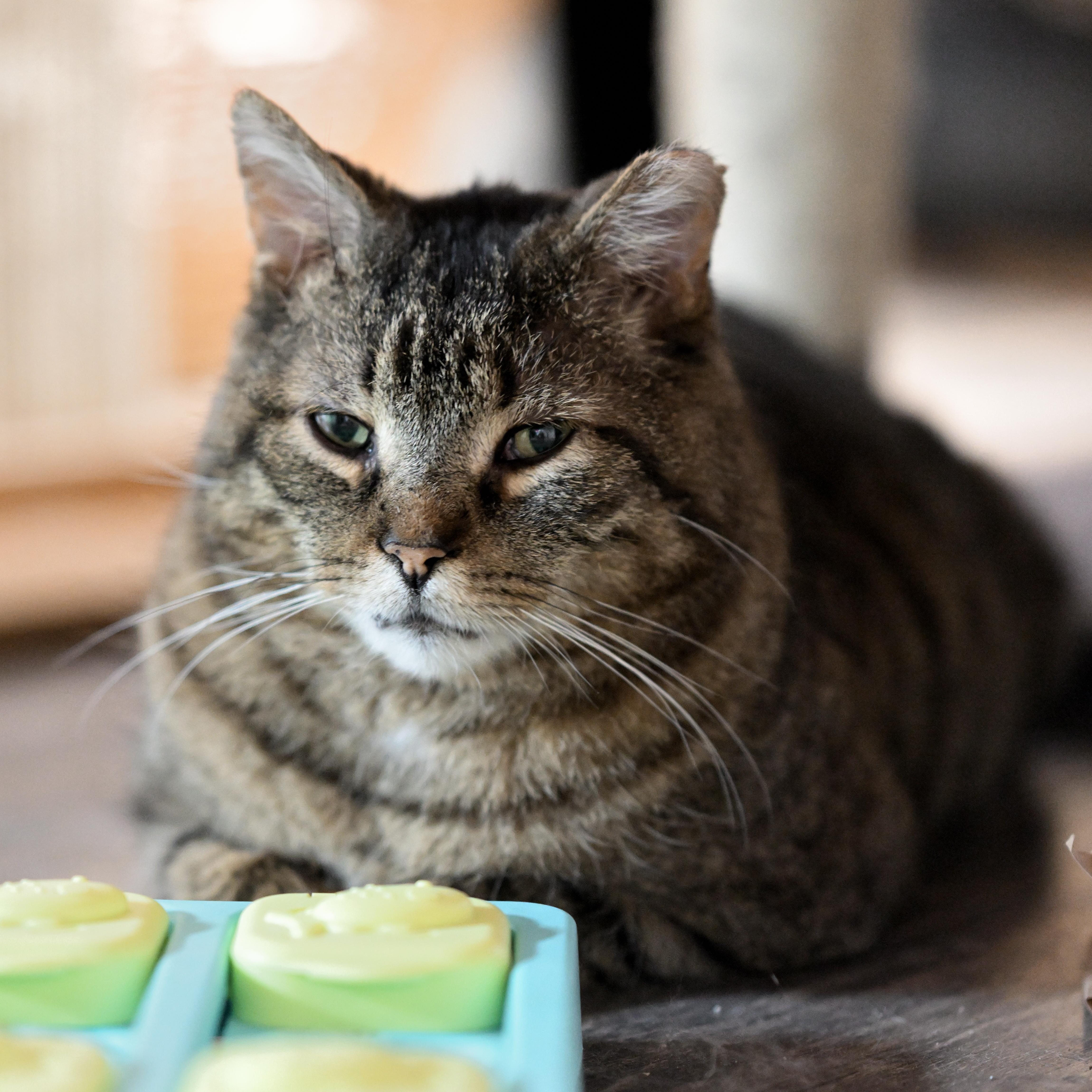 A senior medium-sized male Tabby (Brown / Chocolate) Tabby cat named Kurtis for adoption in East Amherst, NY