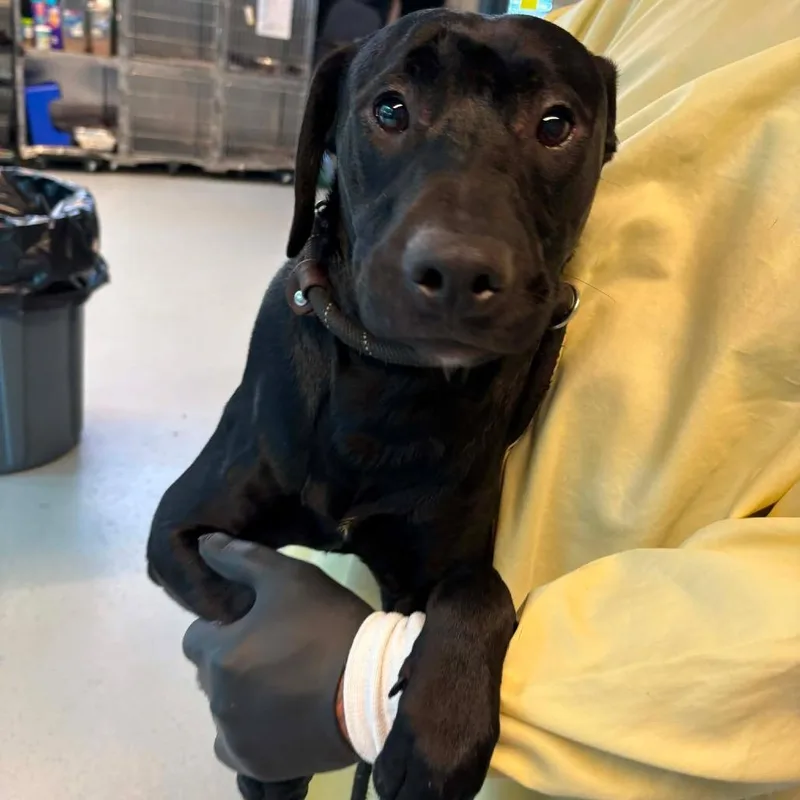 A young small-sized male Black Mixed Breed dog named Downy for adoption in Huntington, WV