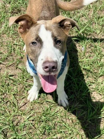A young medium-sized male Mountain Cur dog named Choppo for adoption in Inverness, FL