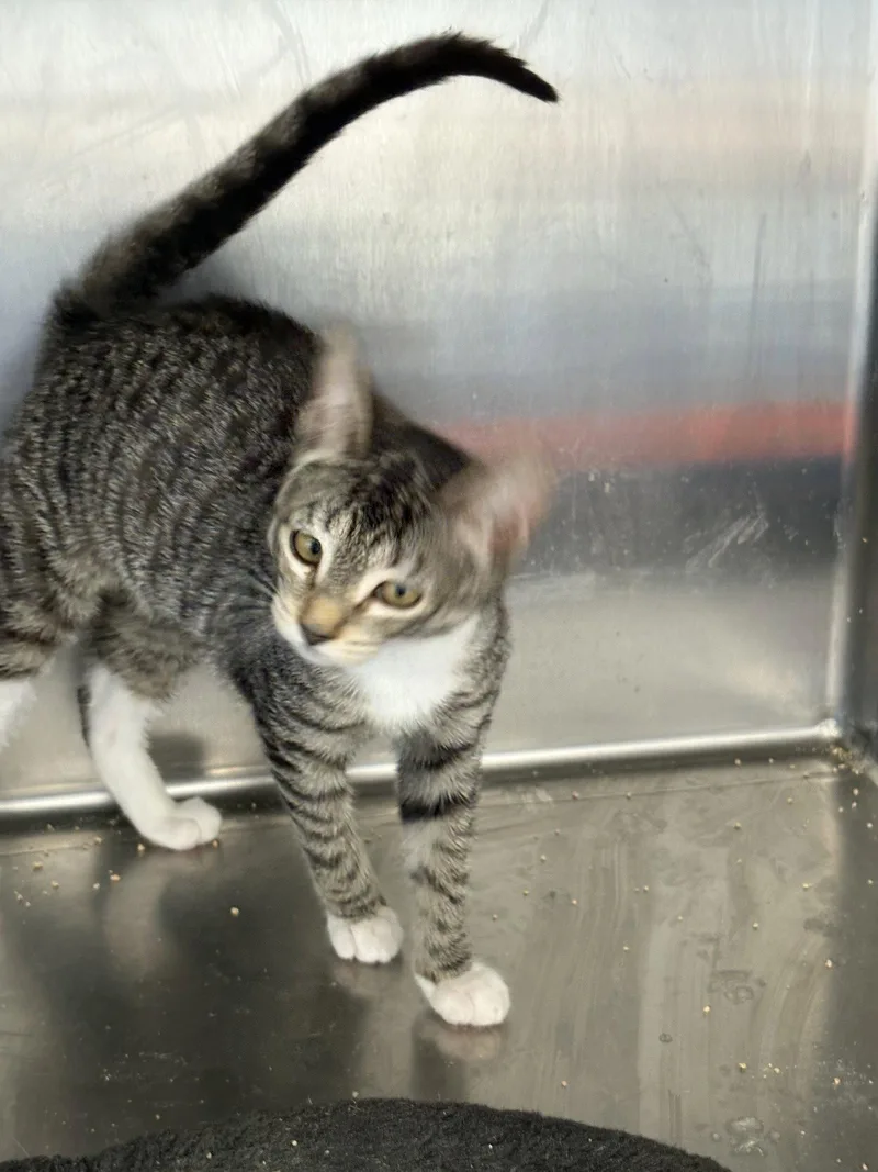 A young medium-sized female American Shorthair cat named Jessica for adoption in Massapequa, NY