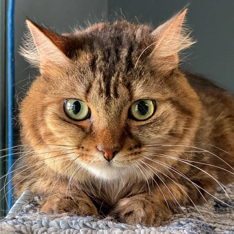 An adult medium-sized female Black Domestic Medium Hair cat named Sloanny Pony for adoption in Decatur, GA