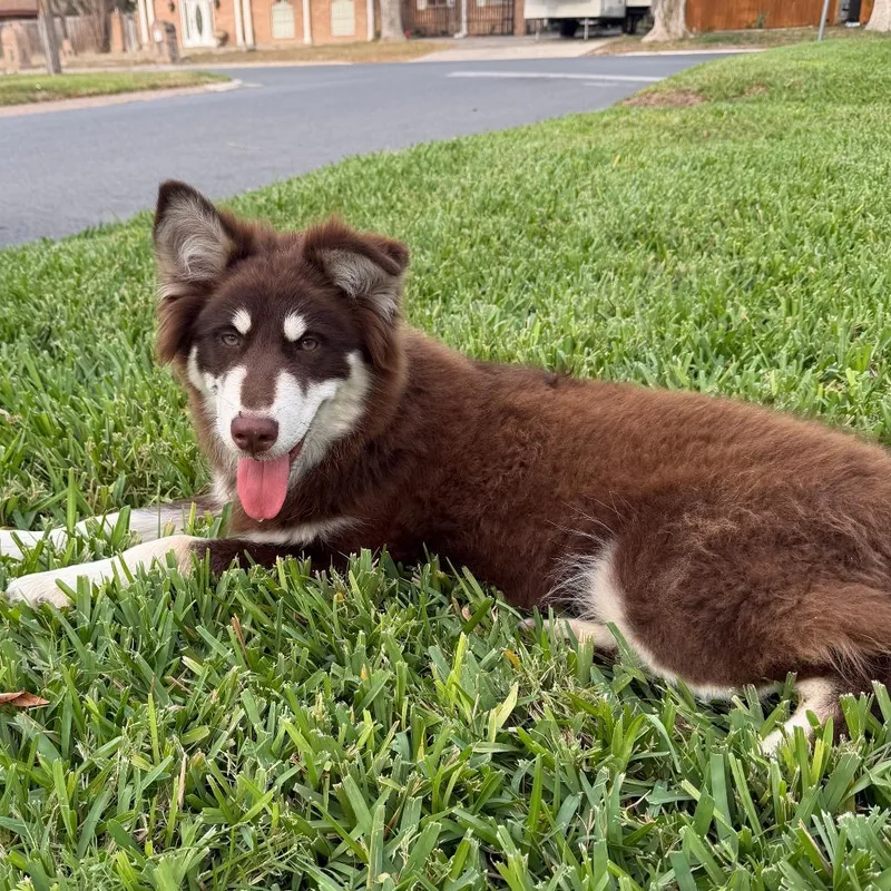 Koa