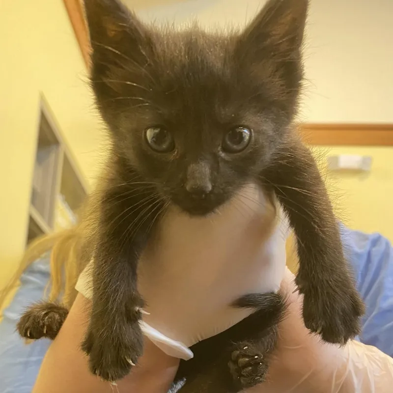 A baby small-sized female Black Domestic Short Hair cat named Piplup for adoption in Lynchburg, VA