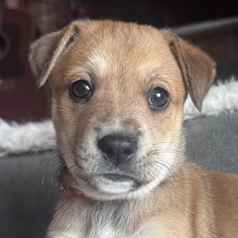 A baby medium-sized female Boxer dog named Debby Harry for adoption in Whittier, CA