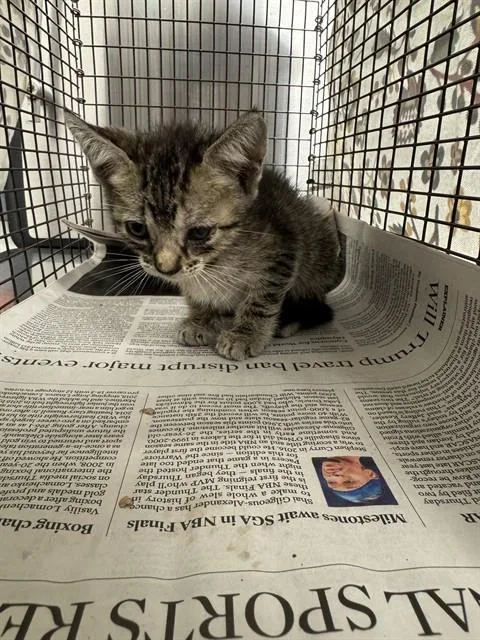 A baby small-sized female Domestic Short Hair cat named Daisy for adoption in Fort Lauderdale, FL