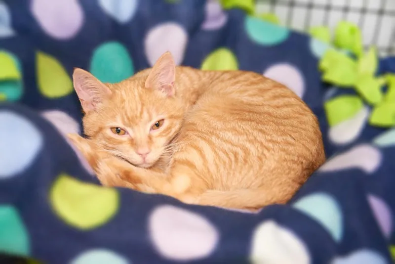 An adult medium-sized male Domestic Short Hair cat named Bradley for adoption in Raleigh, NC