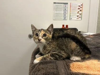 A baby small-sized female Brown / Chocolate Domestic Short Hair cat named Loud On The Bayou for adoption in Kansas City, MO