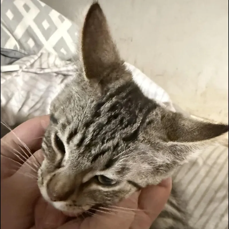 A baby small-sized male Tabby cat named Mackerel for adoption in Westland, MI