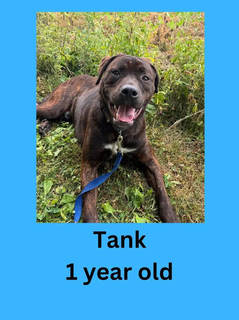 Tank