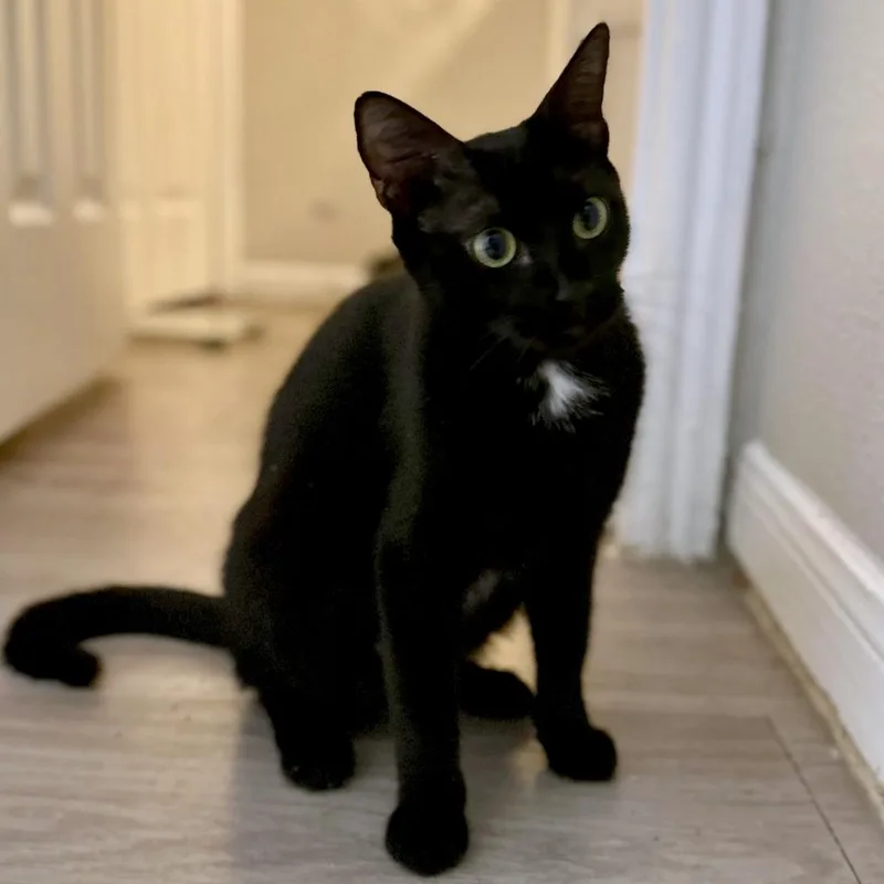 An adult medium-sized female Black Domestic Short Hair cat named Atlas for adoption in Austin, TX