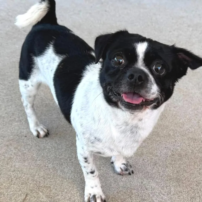 A senior small-sized male Black Mixed Breed dog named Liam for adoption in San Francisco, CA
