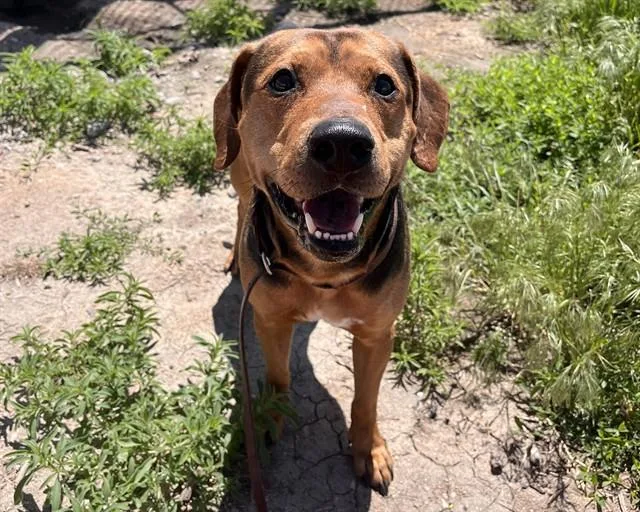 An adult medium-sized male Hound dog named Bearclaw for adoption in Denver, CO