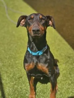 A young large-sized female Doberman Pinscher dog named Daisy for adoption in Savannah, GA