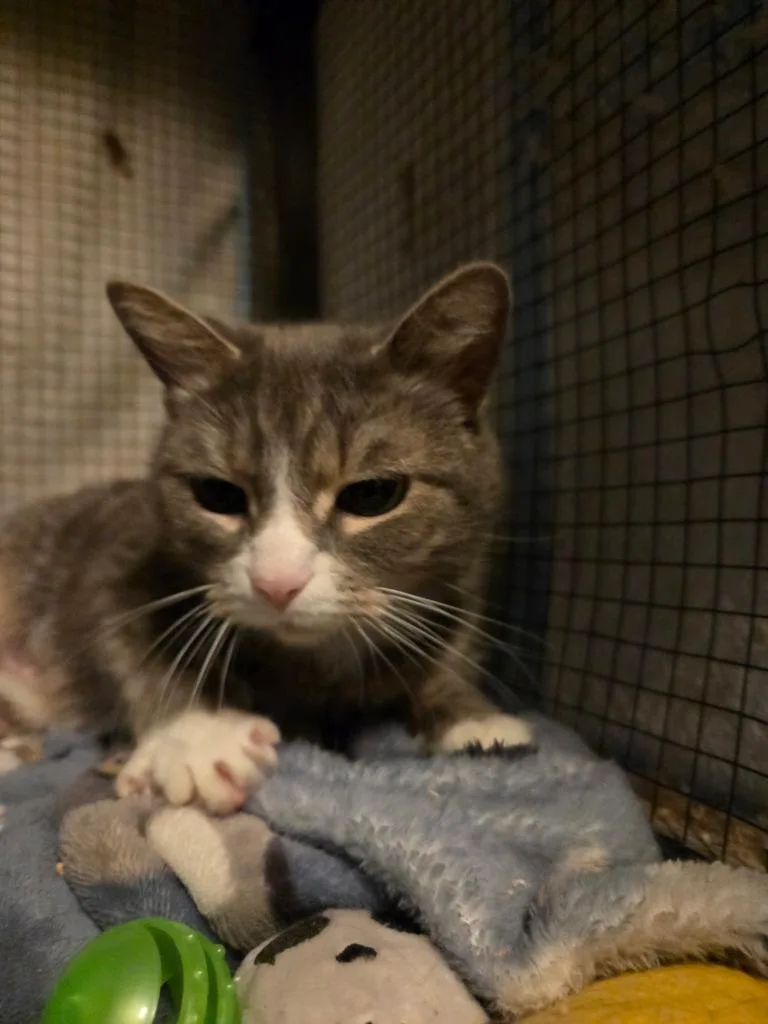 Evelyn Harper thumbnail 2