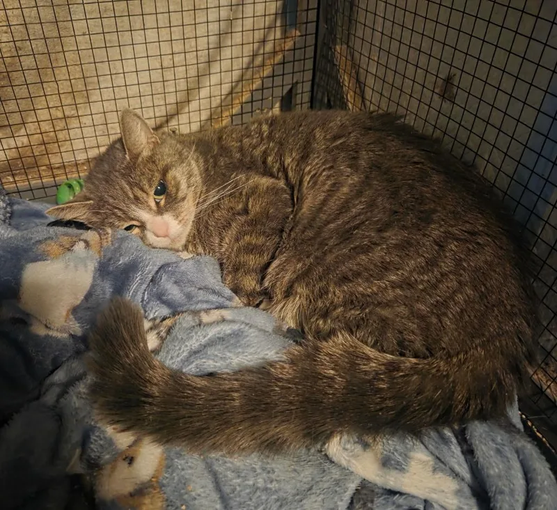 Evelyn Harper thumbnail 3