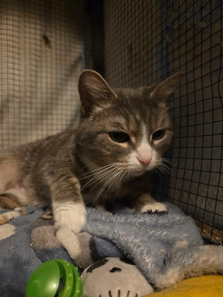 Evelyn Harper thumbnail 6