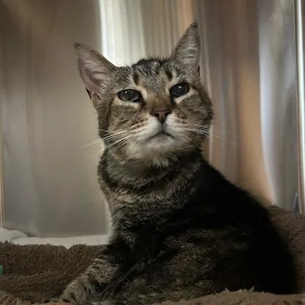 A senior medium-sized female Domestic Short Hair cat named Tess for adoption in Knoxville, TN