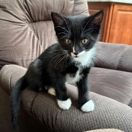 A baby small-sized male Domestic Short Hair cat named Tinker for adoption in Voorhees, NJ