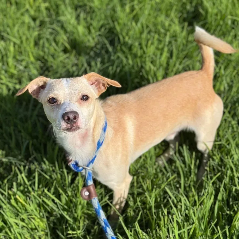 A young small-sized male White / Cream Chihuahua dog named Brando for adoption in Santa Barbara, CA