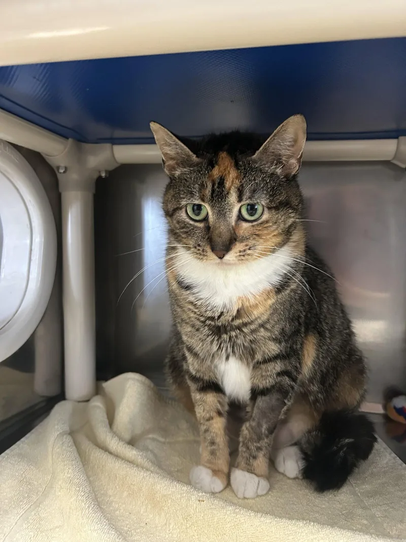 An adult medium-sized female Domestic Short Hair cat named Little Lady for adoption in Lancaster, PA