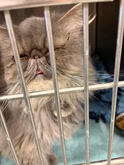 A young medium-sized male Persian cat named Ratty for adoption in Baraboo, WI
