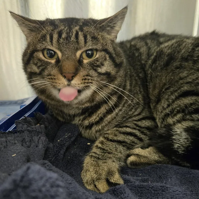 Earl Grey thumbnail 2