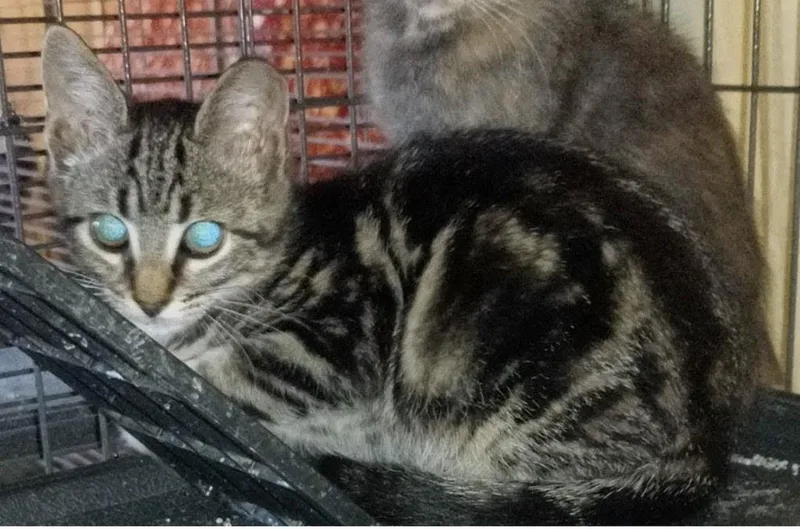 A baby extra large-sized male Domestic Short Hair cat named Bronson for adoption in Mustang, OK