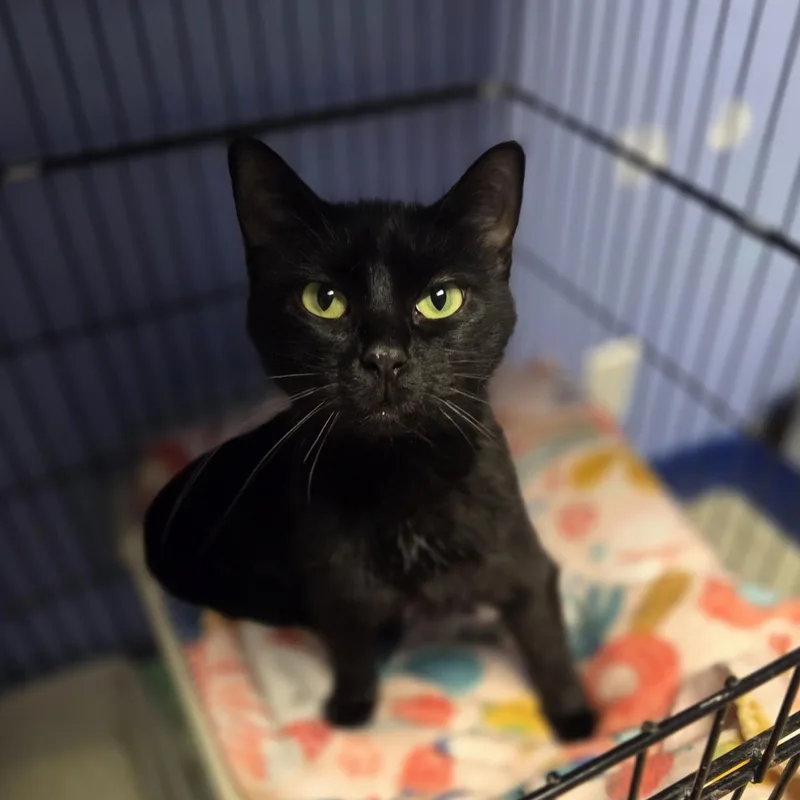 An adult medium-sized female Black Domestic Short Hair cat named Horse for adoption in Brookings, SD