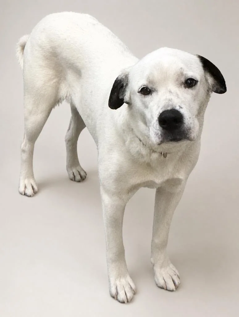 A young large-sized male Mixed Breed dog named Newton for adoption in Crossville, TN